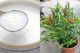 Easy Chilly Cultivation Using Kanjivellam 450x300 1