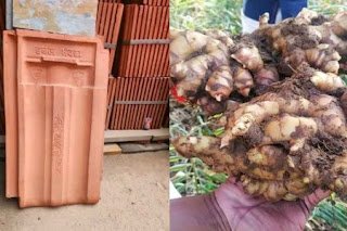 Easy Ginger Krishi Tips Using Oodu 450x300 1