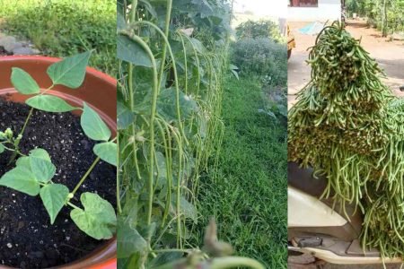 Easy Payar Farming Tips 450x300 1