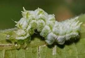 പടവല ദ്രോഹി കുഞ്ഞിക്കൂനൻ - പ്രമോദ് മാധവൻ | Pramod Madhavan FB IMG 1689506097884