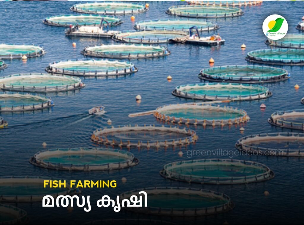 Fish20Farming 1024x760