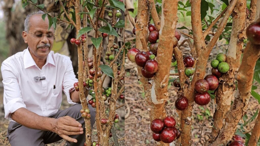 forget regular grapes. grow this instead