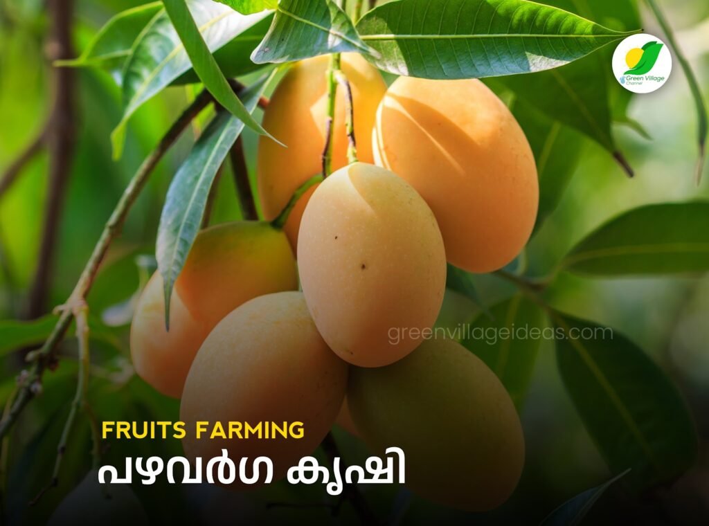 Fruits 1024x760