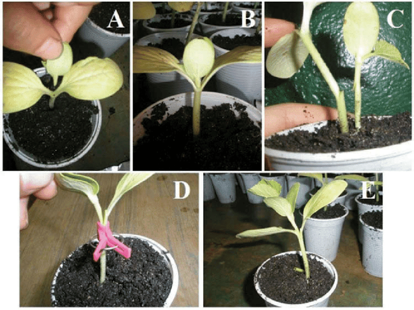 Grafting Methods For Vegetables A And B Hole Insertion Grafting C Tongue Approach