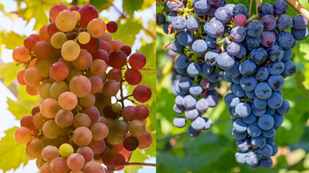 grapes