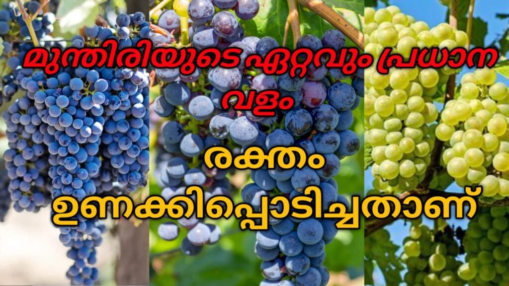 grapes