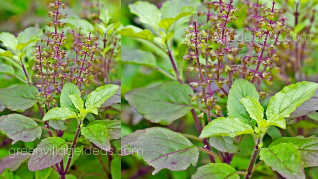Holy20Basil 1024x576