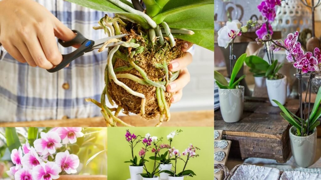 How20to20pot20orchids 1024x576