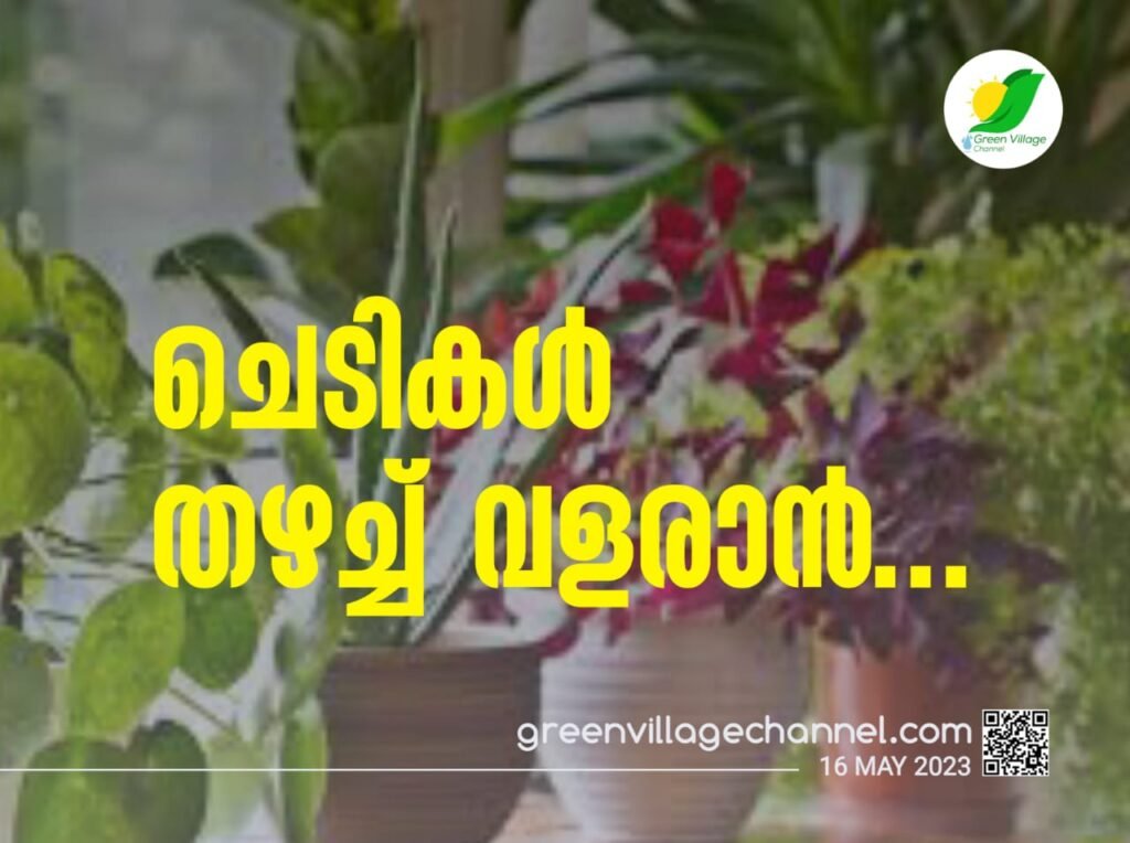 ചെടികൾ തഴച്ച് വളരാൻ... | Plants IMG 20230516 WA0036 1024x764