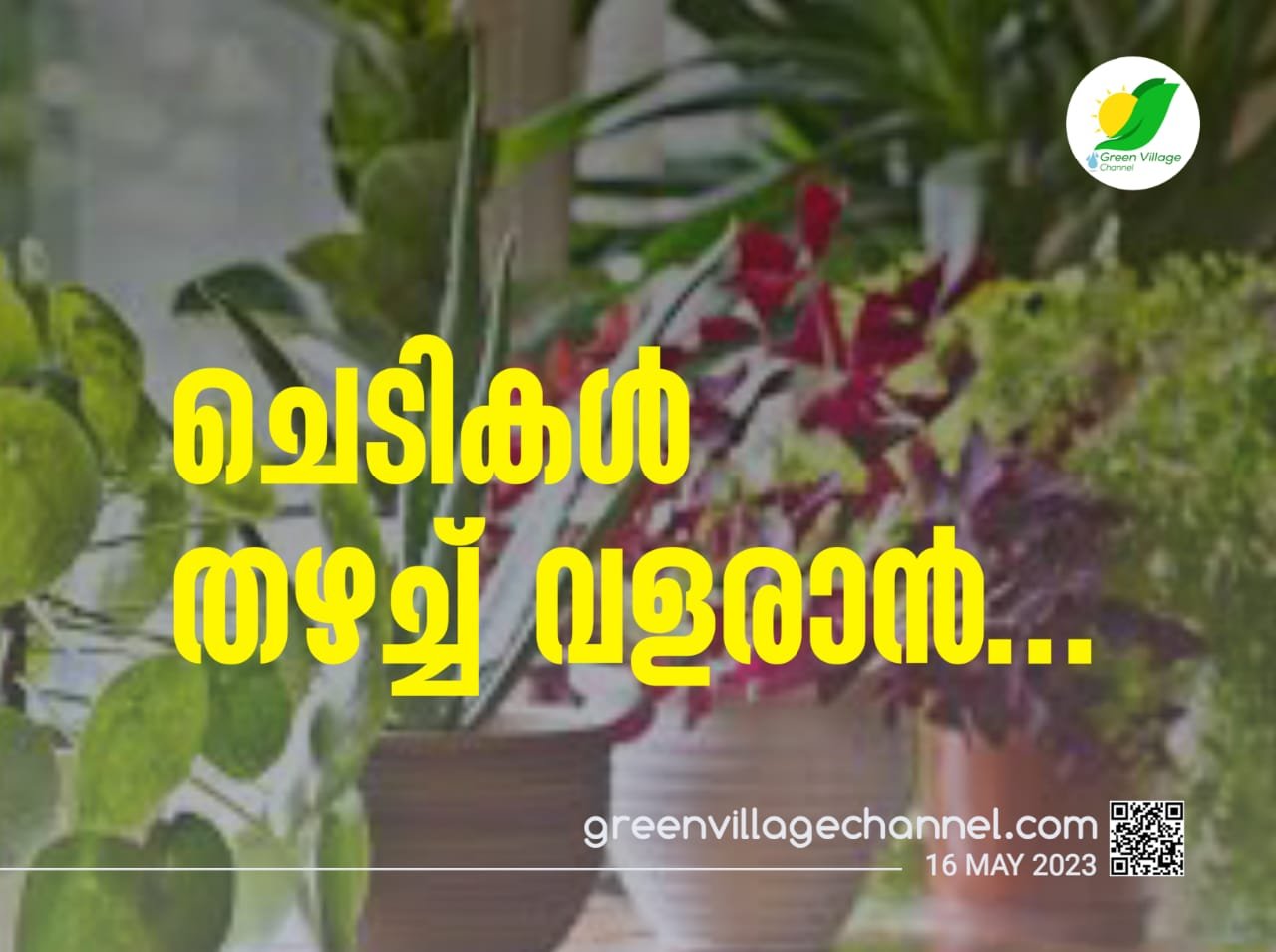 ചെടികൾ തഴച്ച് വളരാൻ... | Plants IMG 20230516 WA0036