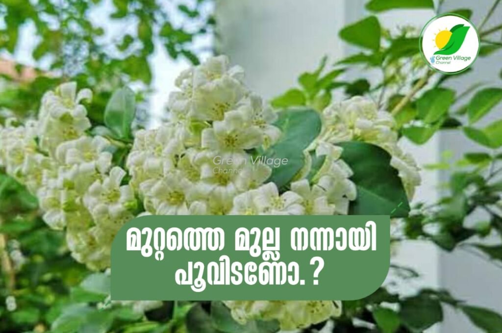 IMG 20230525 WA0174 1024x680
