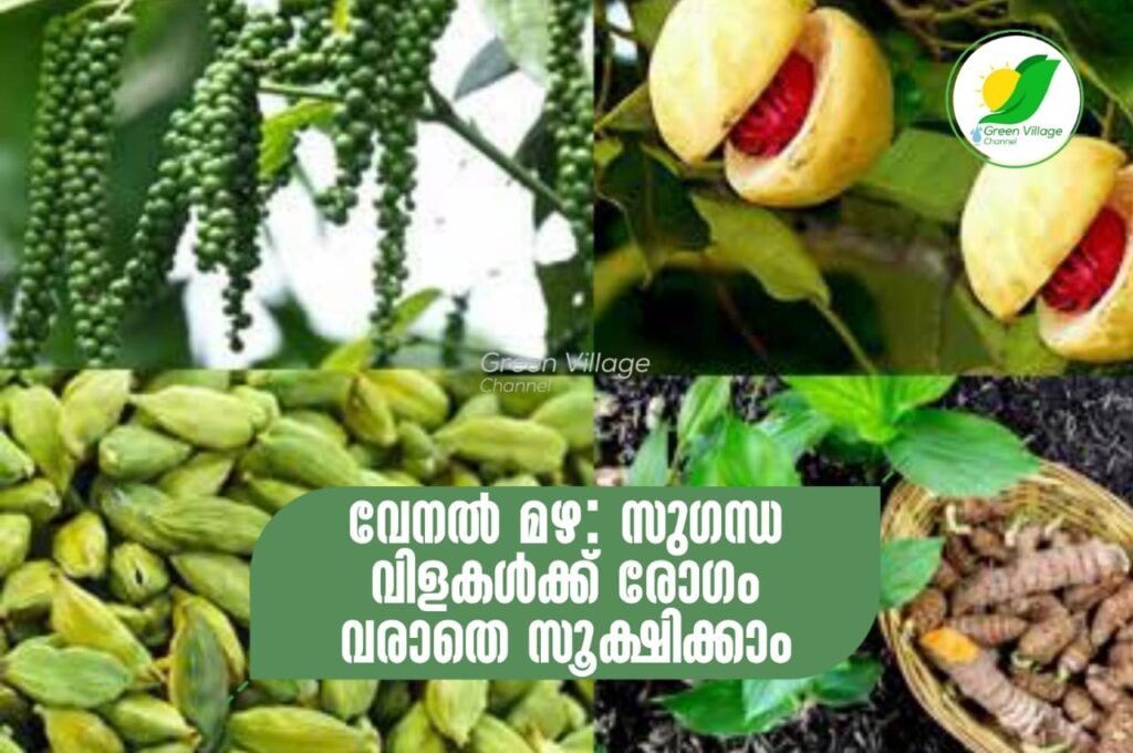 വേനൽ മഴ: സുഗന്ധ വിളകൾക്ക് രോഗം വരാതെ സൂക്ഷിക്കാം IMG 20230525 WA0215 1024x680