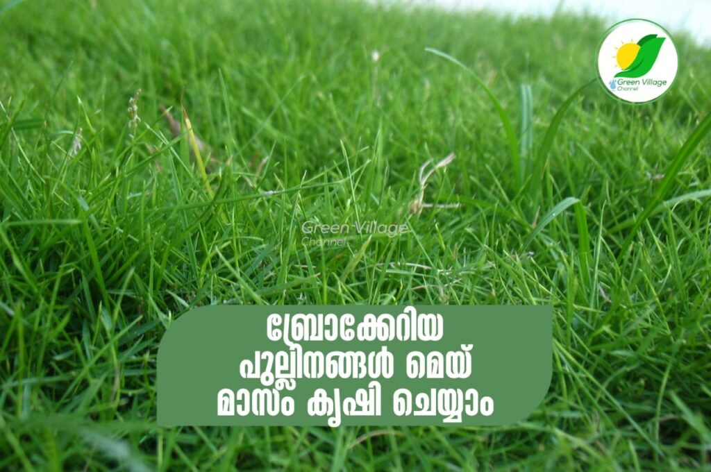 ബ്രോക്കേറിയ പുല്ലിനങ്ങൾ മെയ് മാസം കൃഷി ചെയ്യാം IMG 20230525 WA0220 1024x680