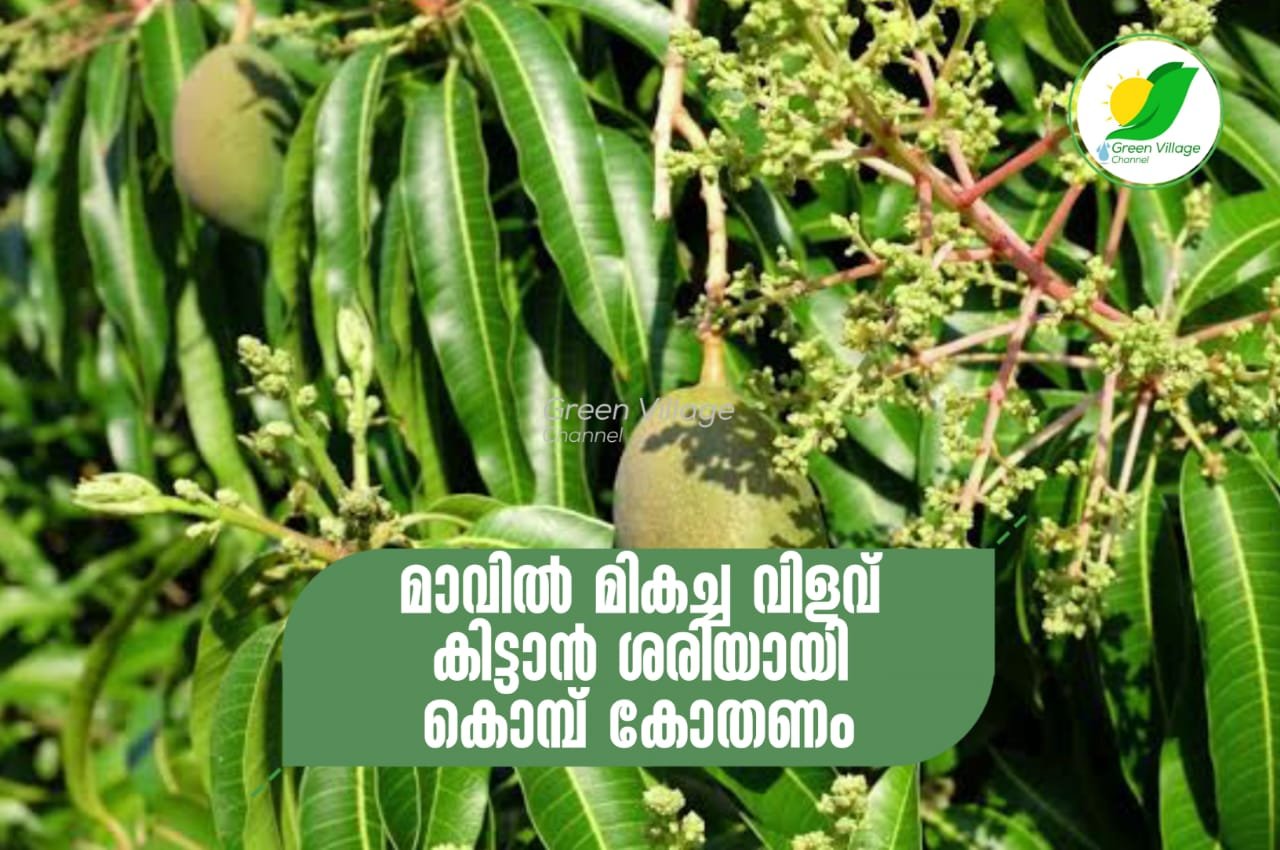 IMG 20230526 WA0051