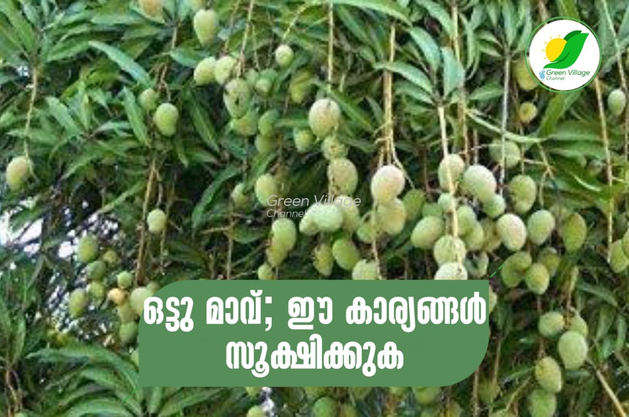 IMG 20230528 WA0036