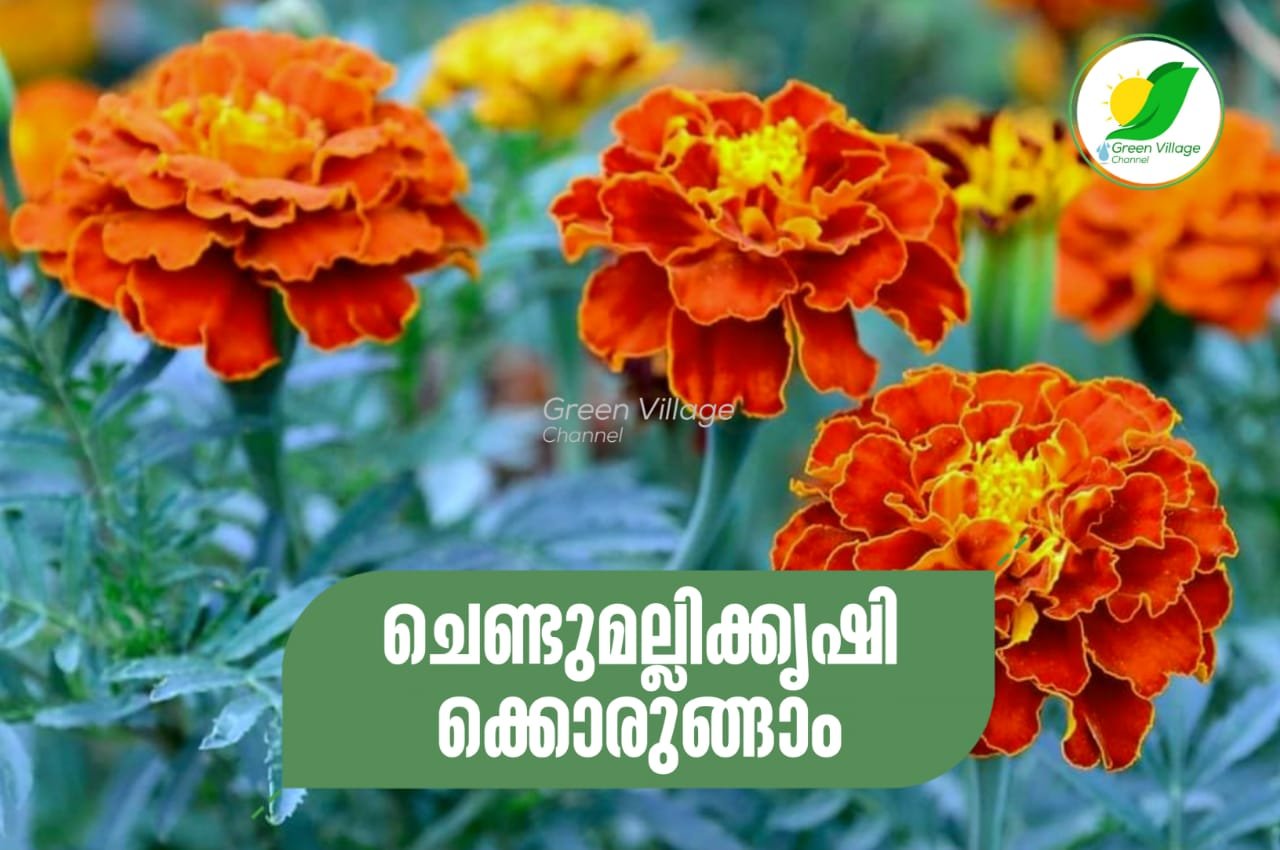 IMG 20230531 WA0636