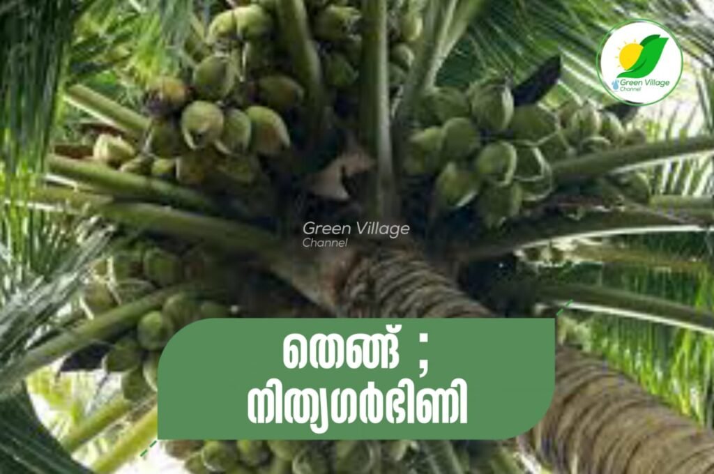 തെങ്ങ് ; നിത്യഗർഭിണി | Coconut tree IMG 20230602 WA0151 1024x680