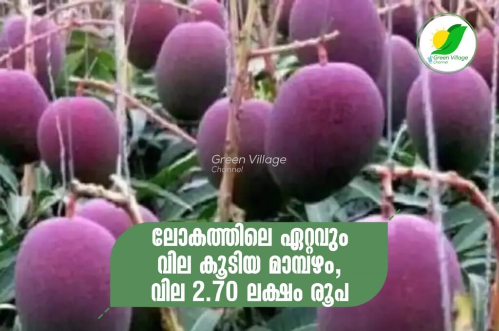 IMG 20230606 WA0160 1024x680