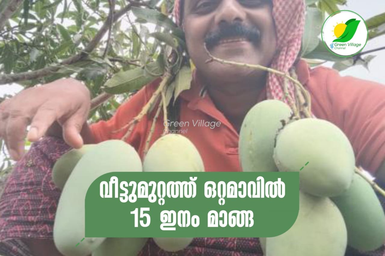 IMG 20230606 WA0161