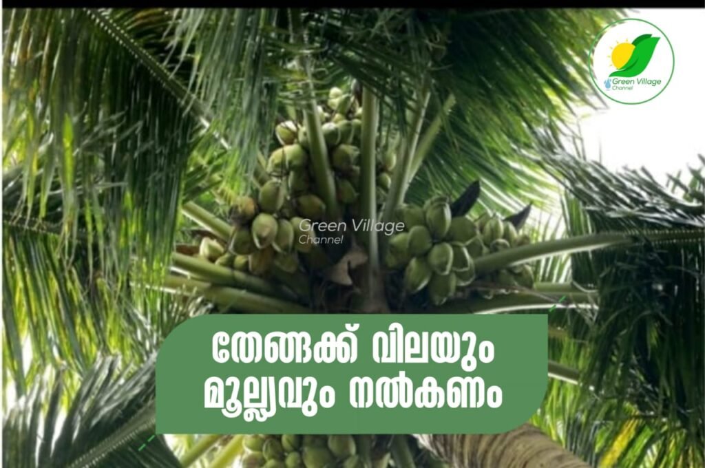 തേങ്ങക്ക് വിലയും മൂല്ല്യവും നൽകണം | coconut IMG 20230608 WA0005 1024x680