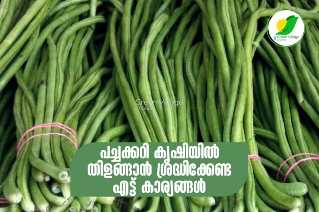 IMG 20230609 WA0005 1024x680