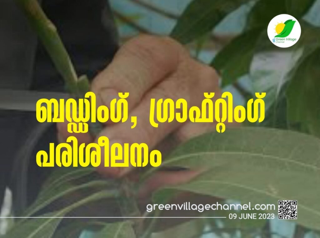 ബഡ്ഡിംഗ്, ഗ്രാഫ്റ്റിംഗ് പരിശീലനം | Budding and grafting practice IMG 20230609 WA0127 1024x764