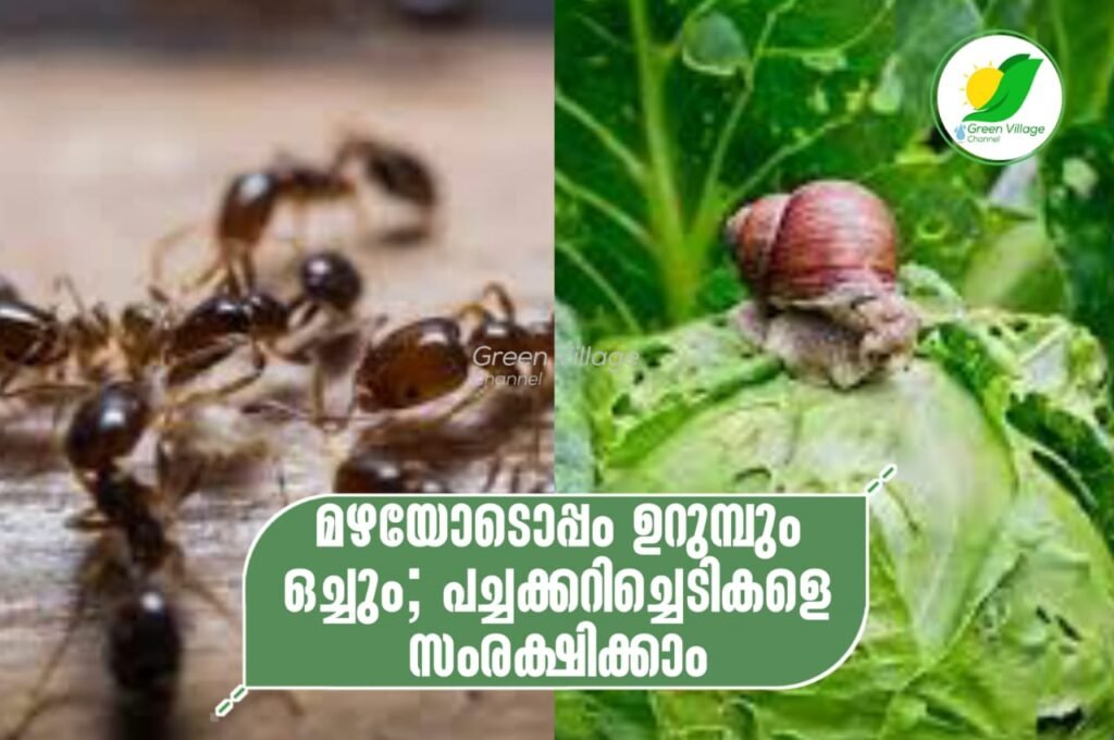 IMG 20230610 WA0182 1024x680