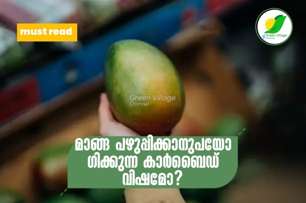 IMG 20230611 WA0167 1024x680