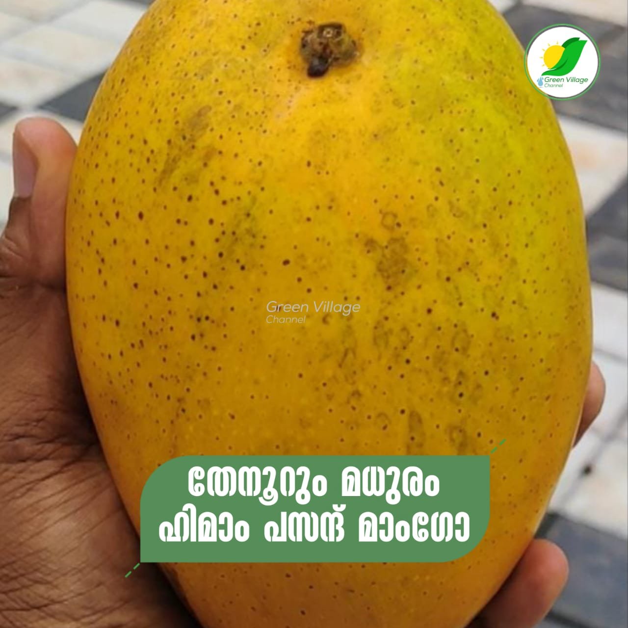 IMG 20230611 WA0382