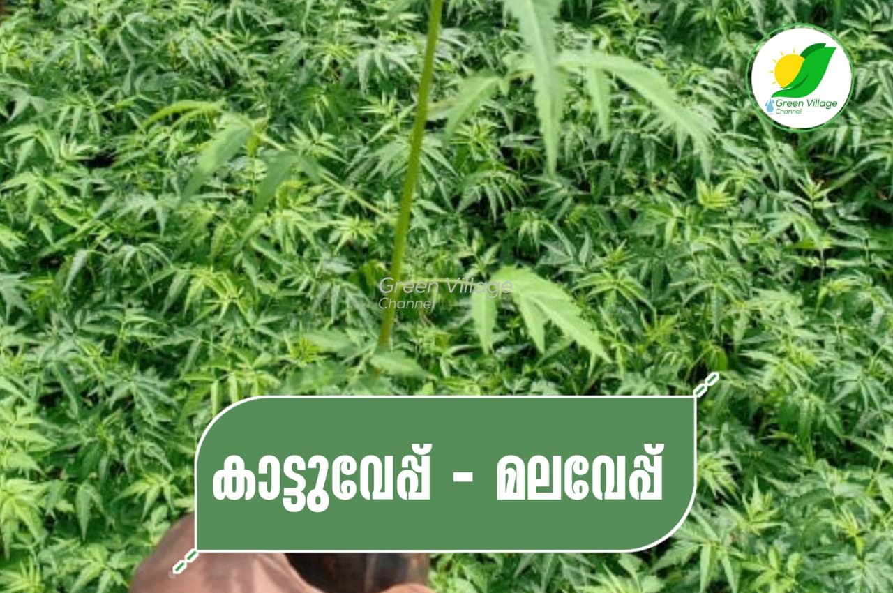 IMG 20230613 WA0000