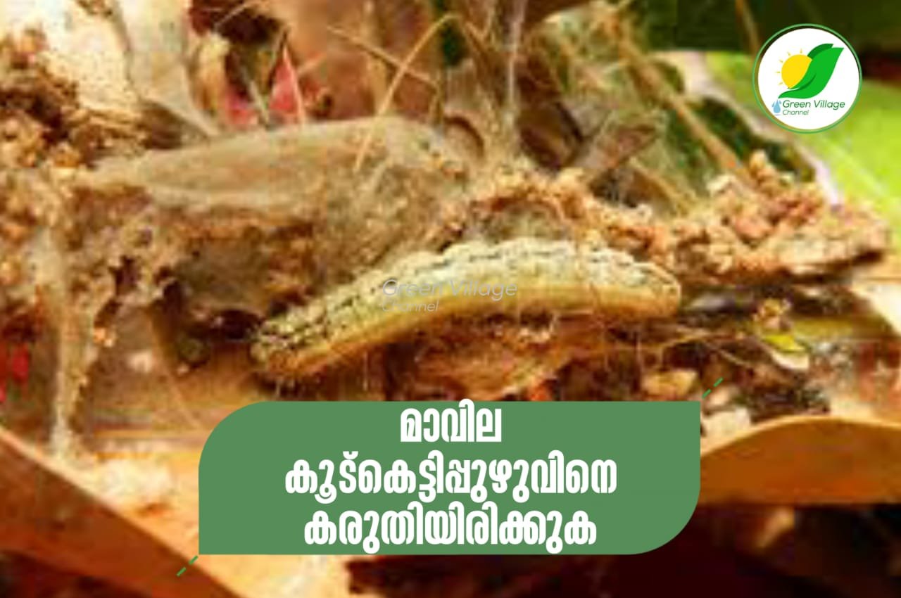 IMG 20230613 WA0003