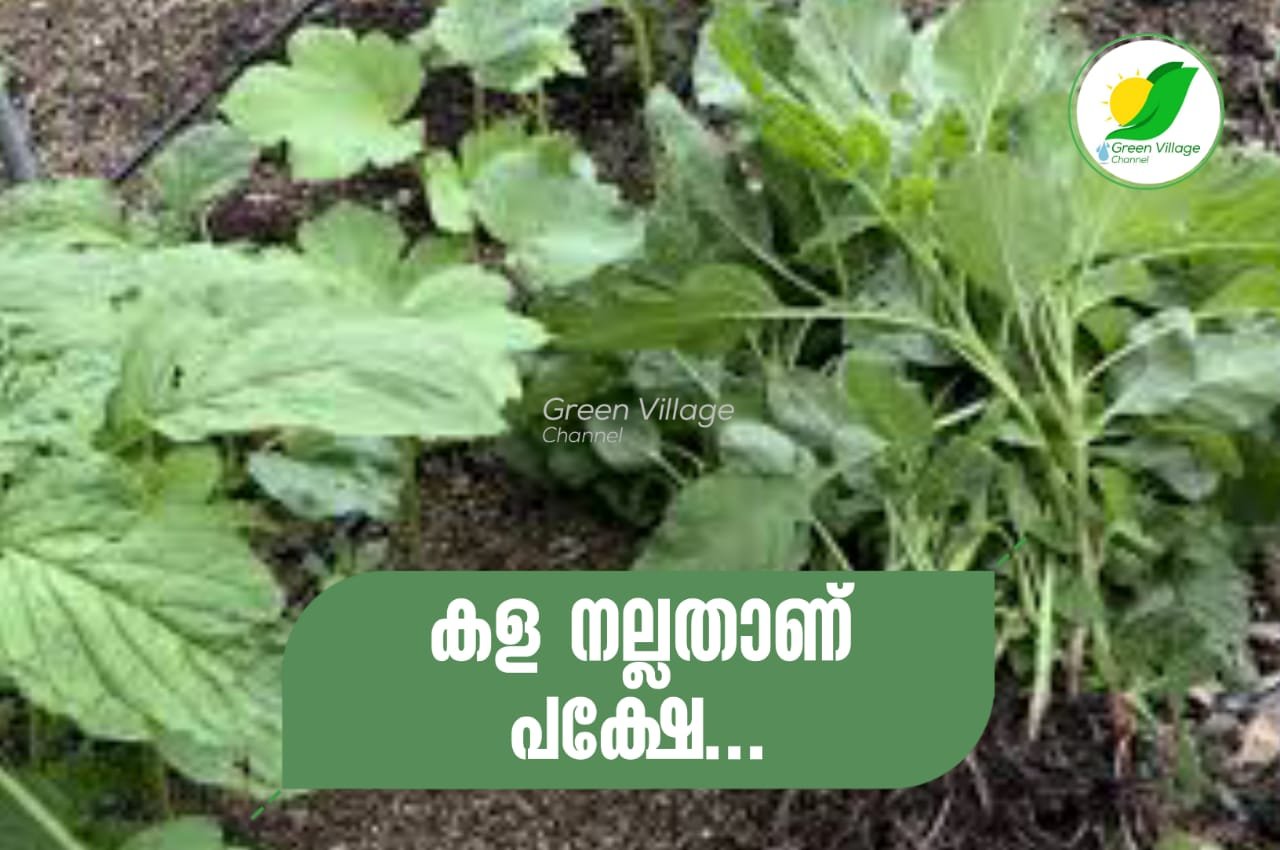 IMG 20230613 WA0083