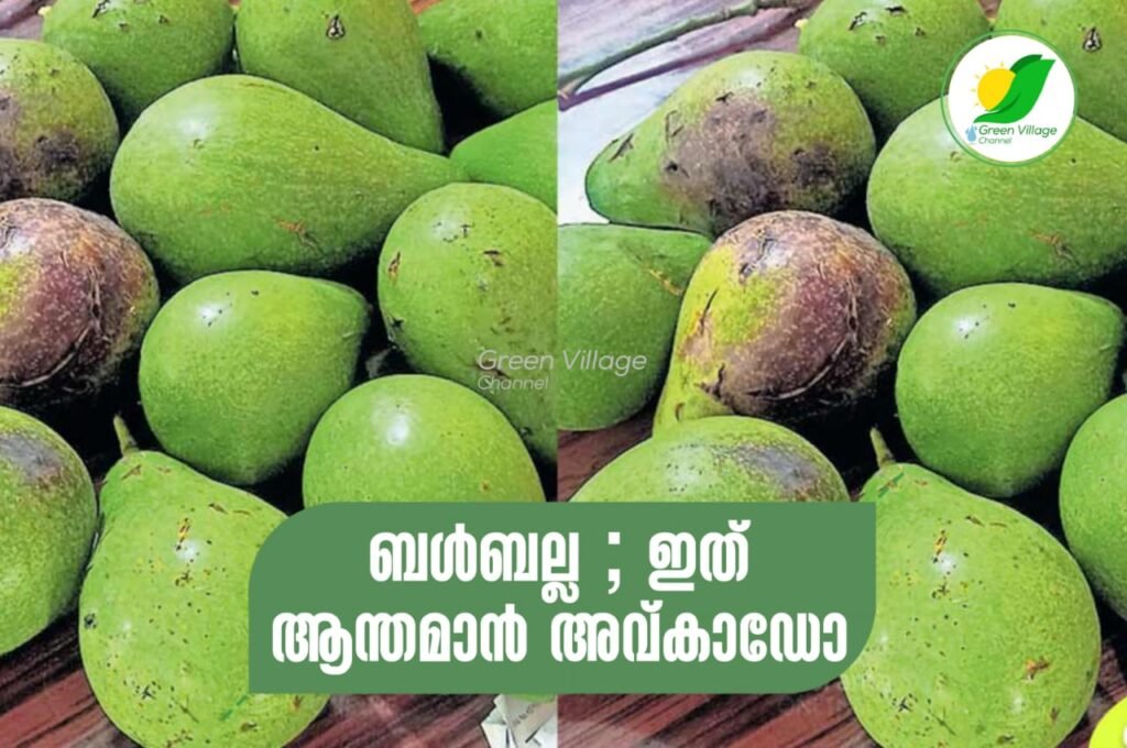 IMG 20230614 WA0044 1024x680