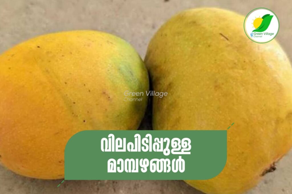 IMG 20230616 WA0006 1024x680