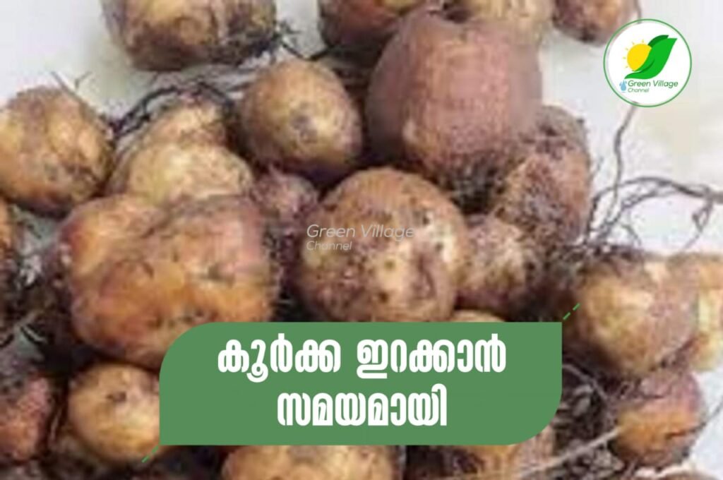 കൂർക്ക (ചീവക്കിഴങ്ങ്, ചൈനീസ് പൊട്ടേറ്റോ) കൃഷി ഇറക്കാൻ സമയമായി | Chinese potato IMG 20230616 WA0060 1024x680