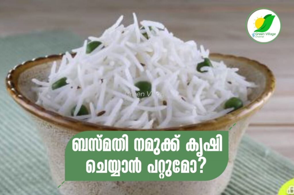 ബസ്മതി കേരളക്കാർക്ക് കൃഷി ചെയ്യാൻ പറ്റുമോ? | Basmathi rice IMG 20230616 WA0061 1024x680