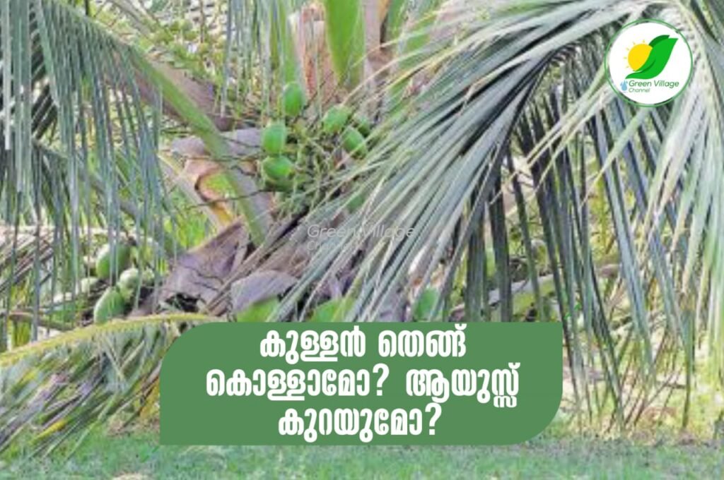 കുള്ളൻ തെങ്ങ് കൊള്ളാമോ? ആയുസ്സ് കുറയുമോ? | dwarf coconut tree IMG 20230616 WA0062 1024x680