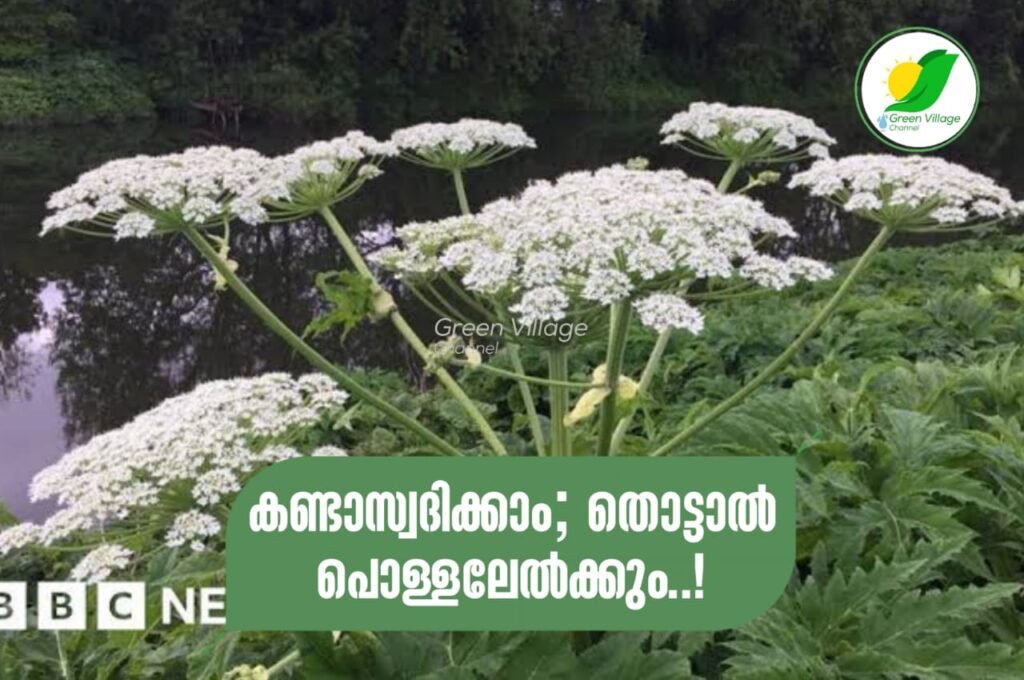 കണ്ടാസ്വദിക്കാം; തൊട്ടാൽ കൈ പൊള്ളും. ഇത് യുകെയിലെ ജയന്റ് ഹോഗീഡ് | Giant hogweed IMG 20230616 WA0066 1024x680