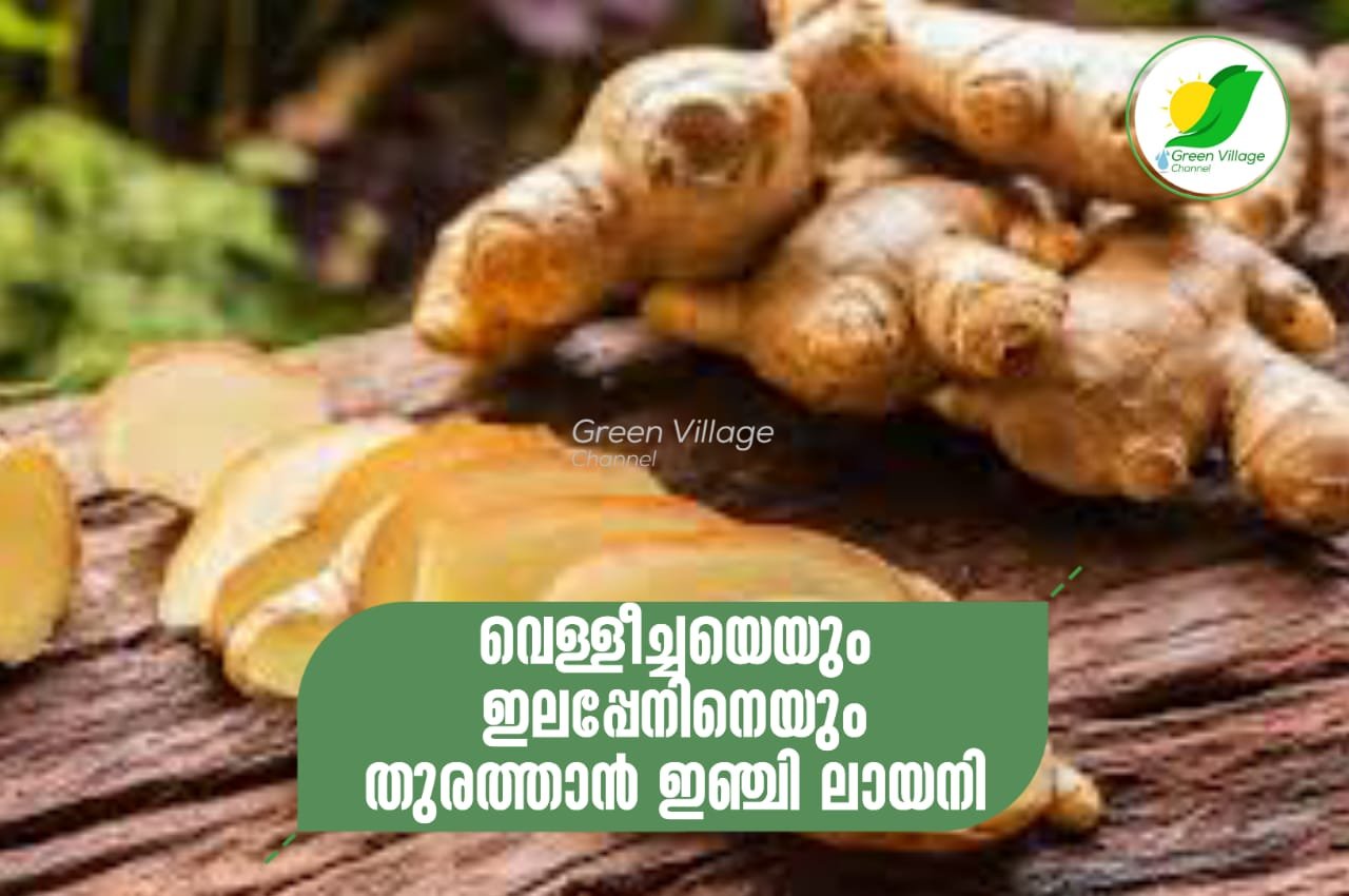 വെള്ളീച്ചയെയും ഇലപ്പേനിനെയും തുരത്താന് ഇഞ്ചി ലായനി | Ginger solution IMG 20230617 WA0015