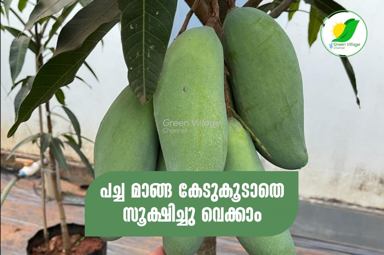 IMG 20230617 WA0034