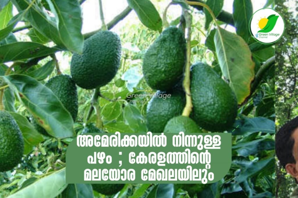 അമേരിക്കയിൽ നിന്നുള്ള പഴം ; കേരളത്തിന്റെ മലയോര മേഖലയിലും കായ്ച്ചു | Avocado fruit IMG 20230618 WA0014 1024x680