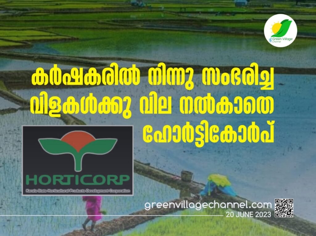 കർഷകരിൽ നിന്നു സംഭരിച്ച വിളകൾക്കു വില നൽകാതെ ഹോർട്ടികോർപ് IMG 20230619 WA0042 1024x764