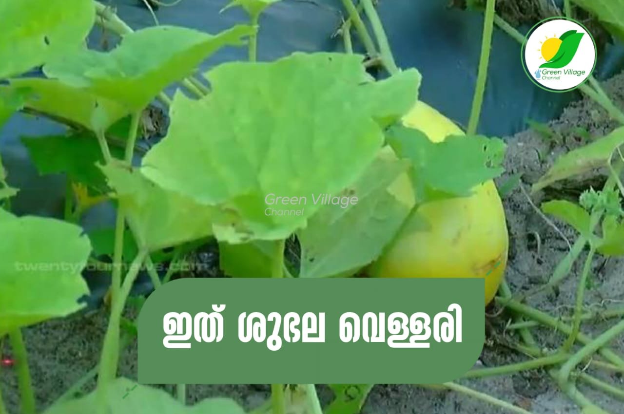 IMG 20230620 WA0023
