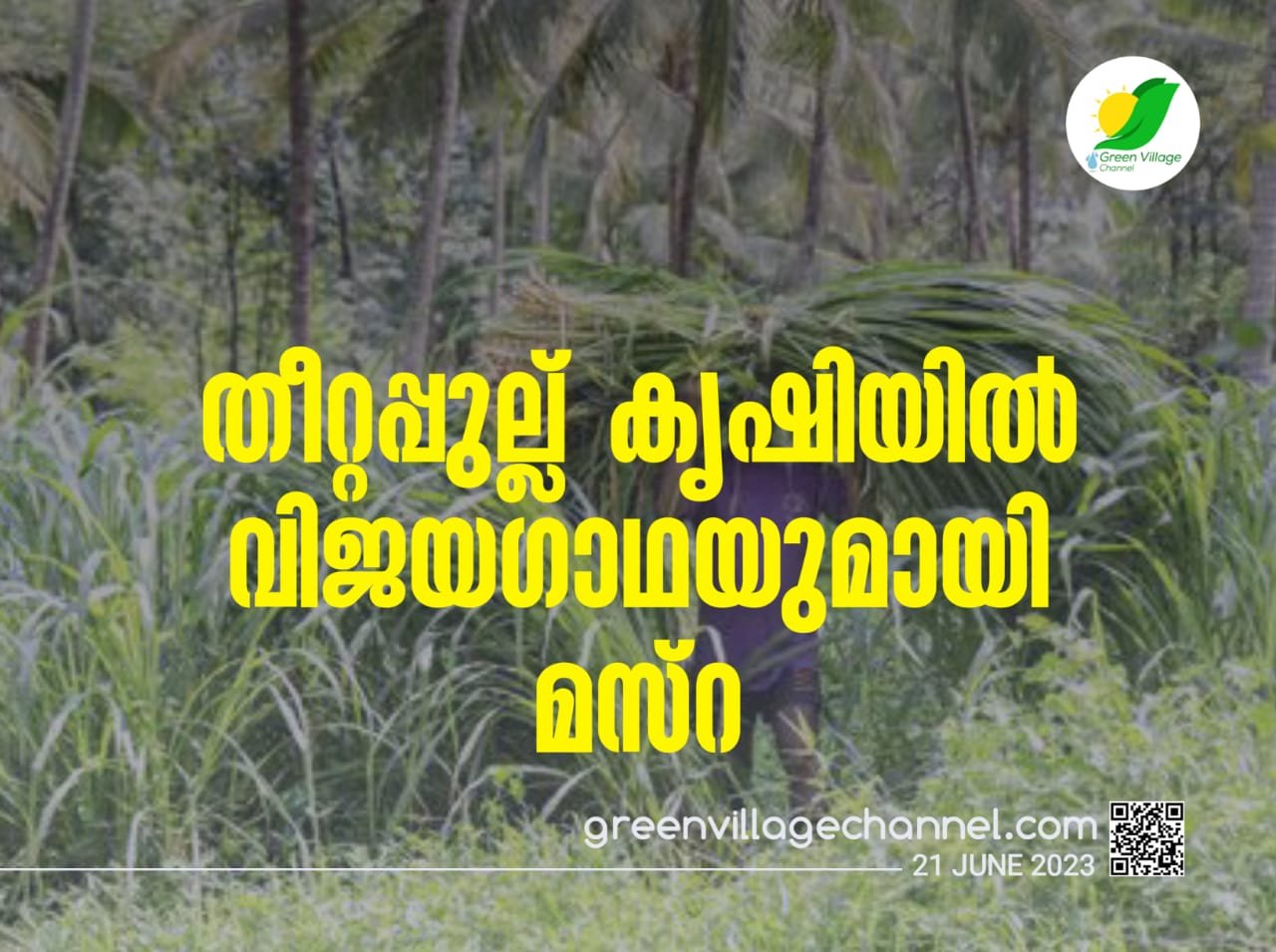 തീറ്റപ്പുല്ല് കൃഷിയിൽ വിജയഗാഥയുമായി മസ്റ | Forage grass - Mazra IMG 20230620 WA0092