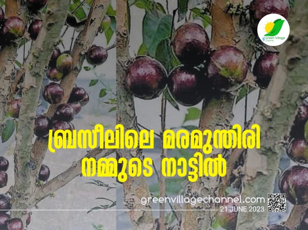 ബ്രസീലിലെ മരമുന്തിരി നമ്മുടെ നാട്ടിൽ | Jaboticaba IMG 20230620 WA0093 1024x764
