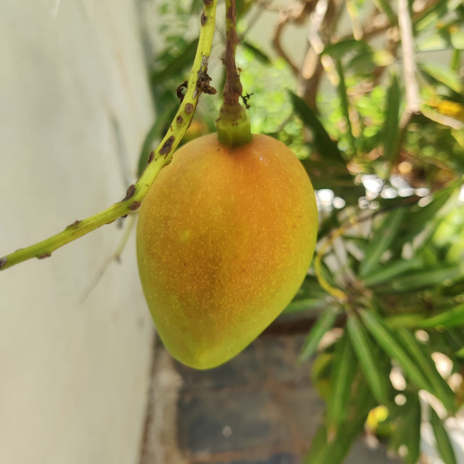IMG 20230620 WA0253