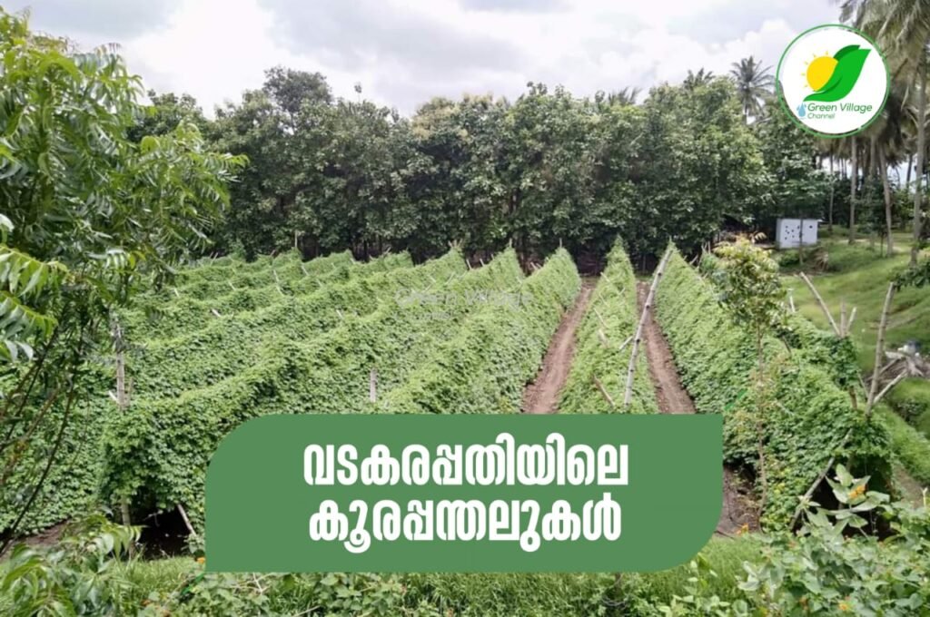 IMG 20230621 WA0053 1024x680