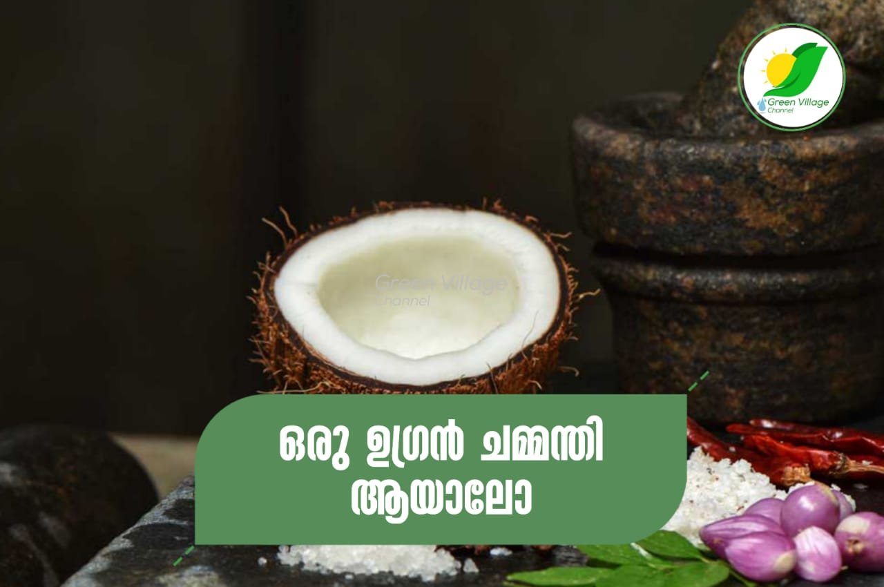 IMG 20230626 WA0038