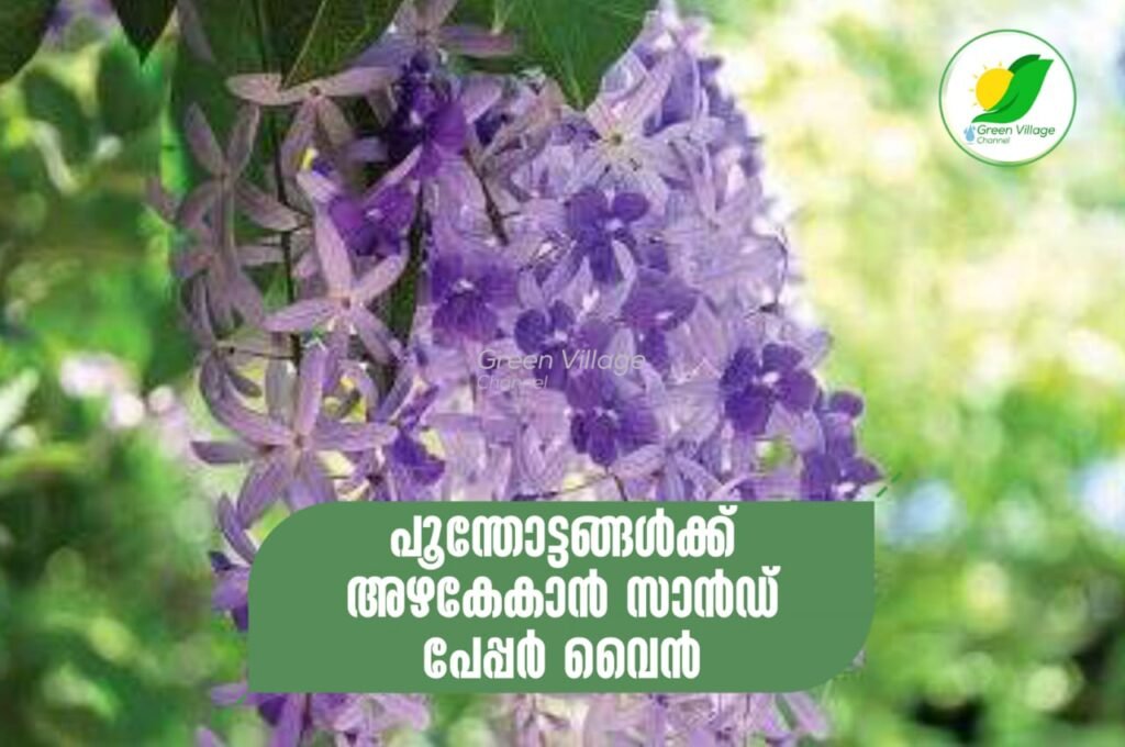 IMG 20230626 WA0061 1024x680