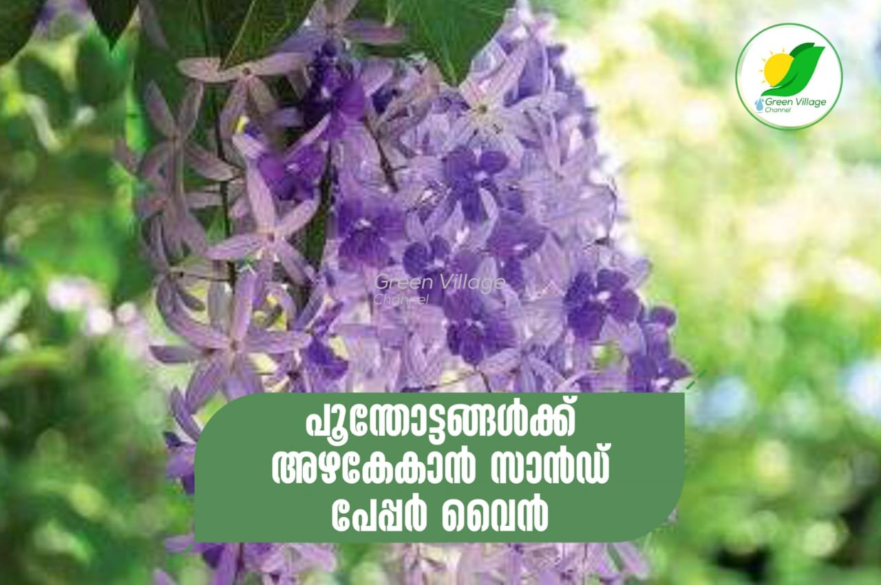 IMG 20230626 WA0061